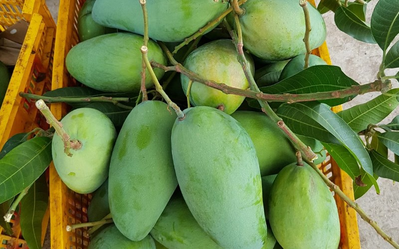 Đối với xoài sống