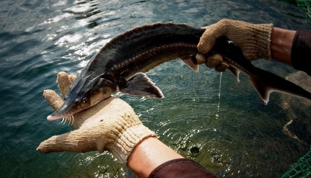 cá tầm là cá gì