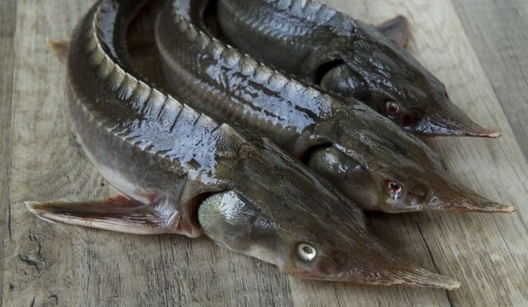 Giá bán cá bao nhiêu