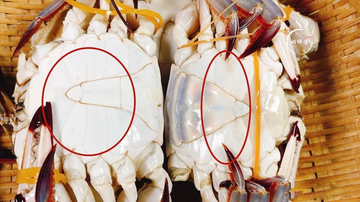 hấp ghẹ bao lâu - hình 2