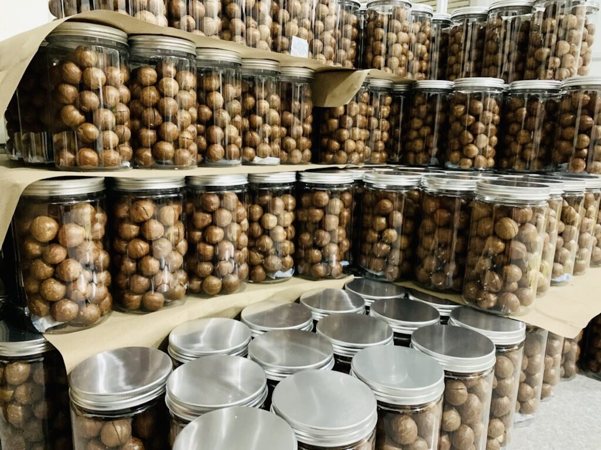 hạt macca - hình 6