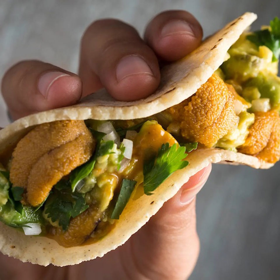Bánh taco nhím biển và tôm đỏ Tây Ban Nha