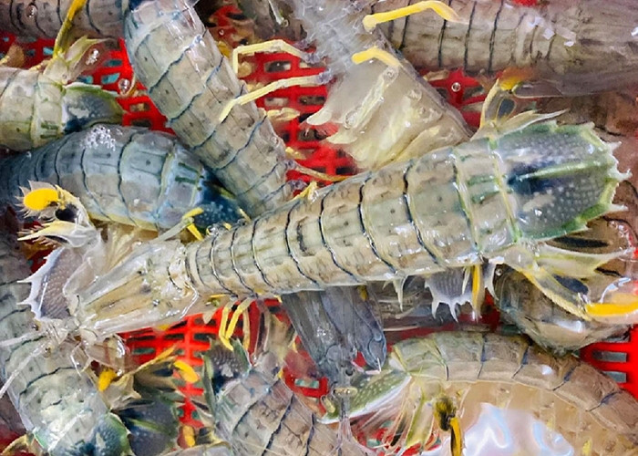 Giá thành của tôm tích