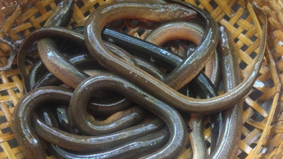 nấu món súp lươn cực ngon