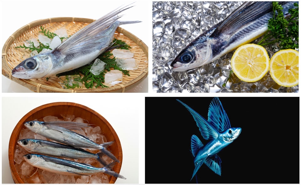 Cá chuồn - Ảnh 02