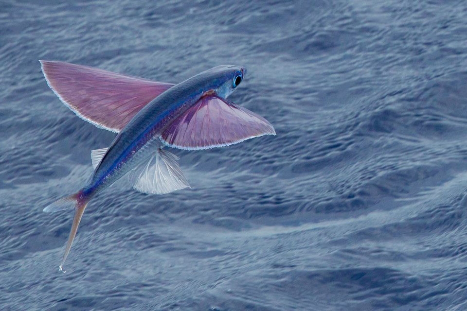 Cá chuồn - Ảnh 04