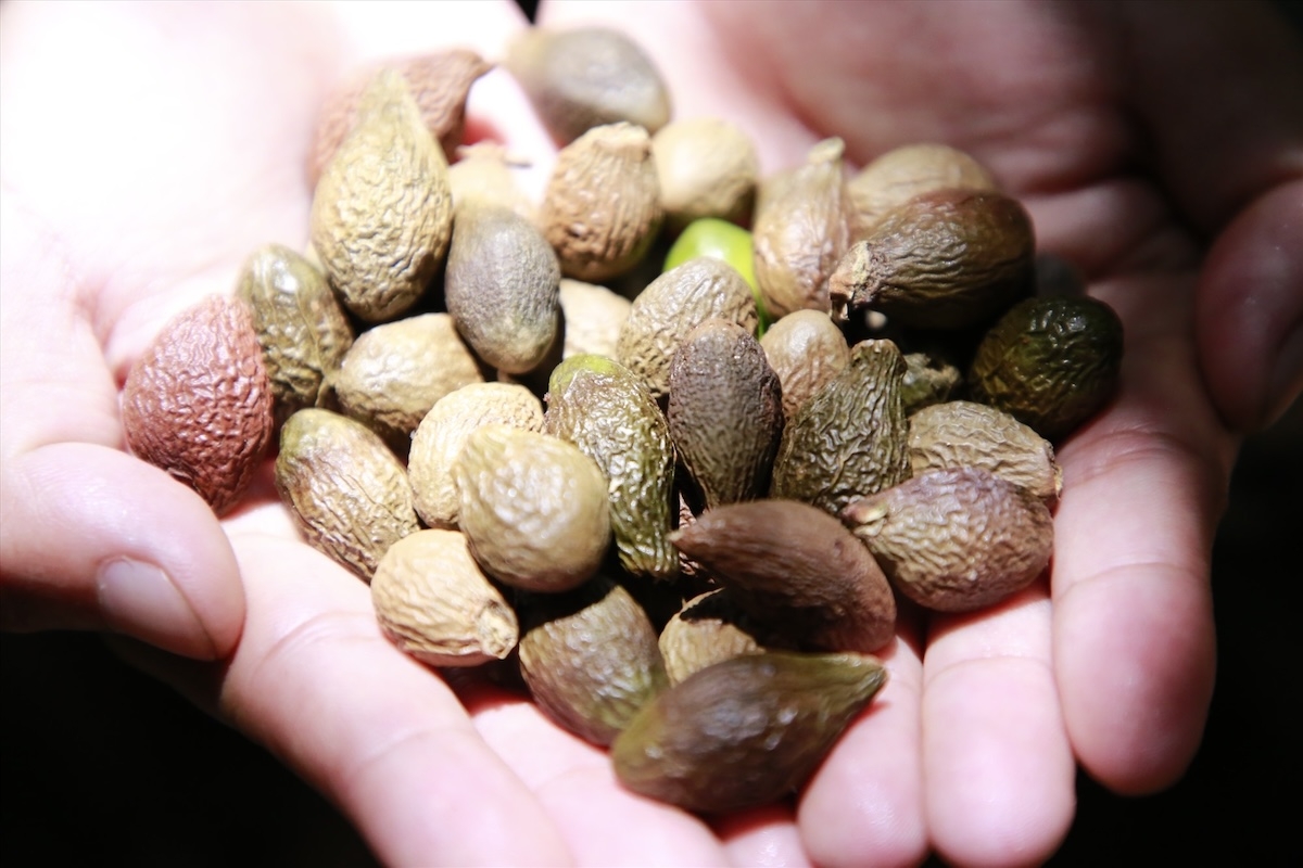 hạt ươi là gì - hình 2