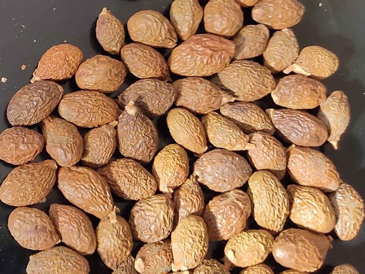 hạt ươi là gì - hình 5