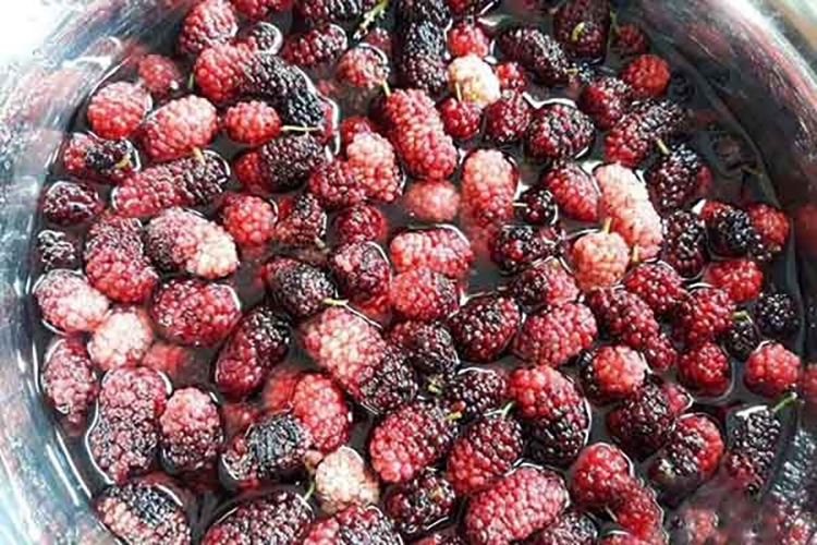 Bí kíp pha trà dâu tằm thanh mát, giải nhiệt hiệu quả (Hình 2)