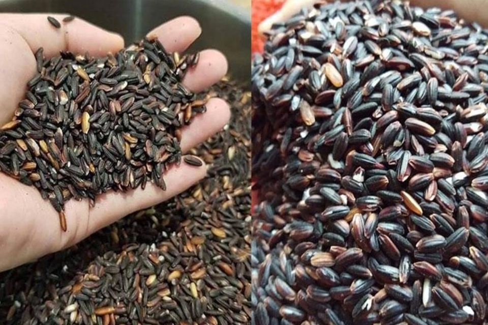 Hướng dẫn bạn chọn nếp cẩm ngon, chất lượng