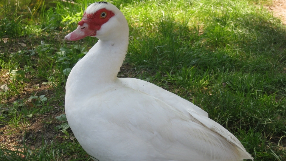 cách nấu bún ngan ngon (ảnh 2)