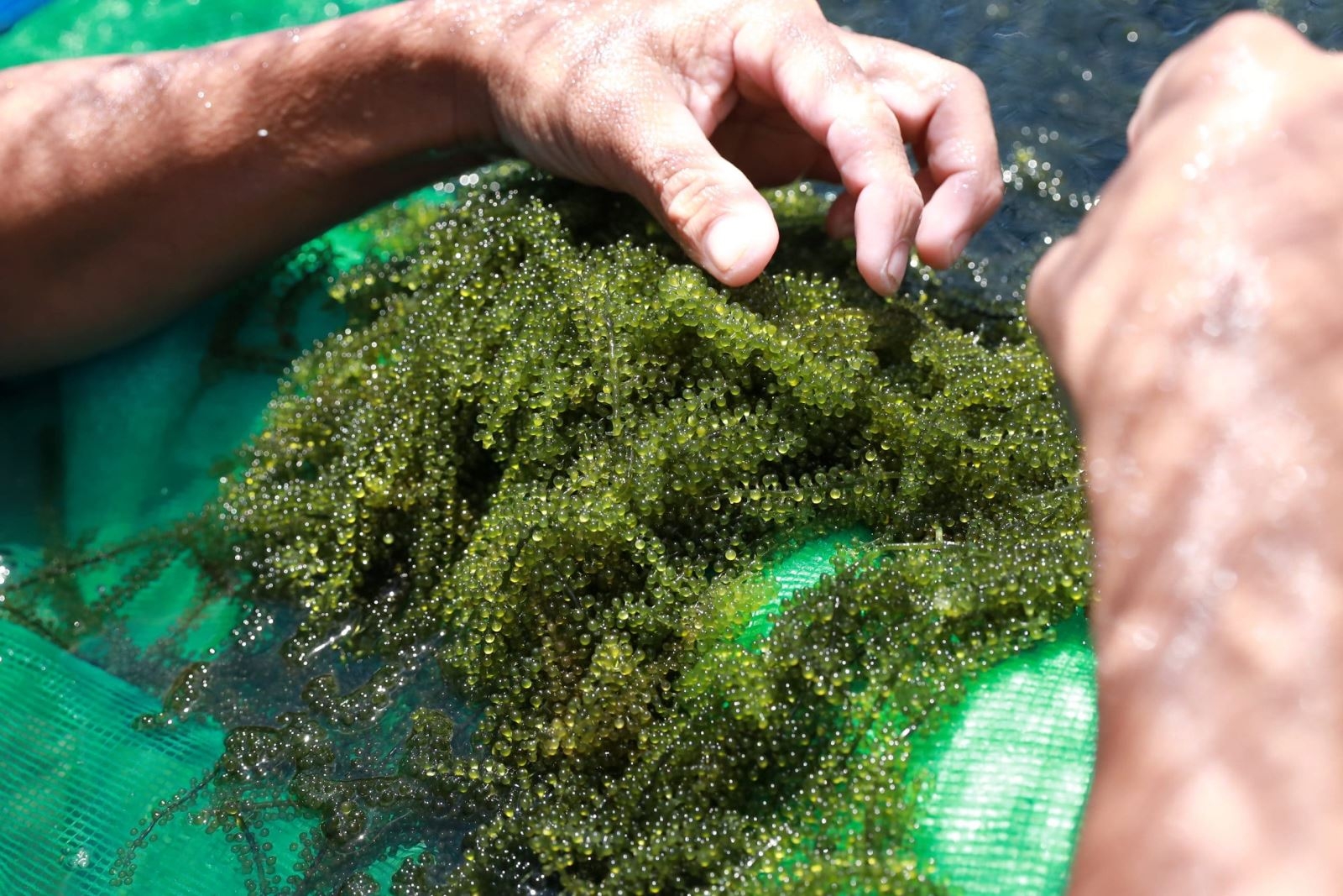 rong nho được trồng ở đâu