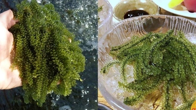 sơ chế rong nho tươi