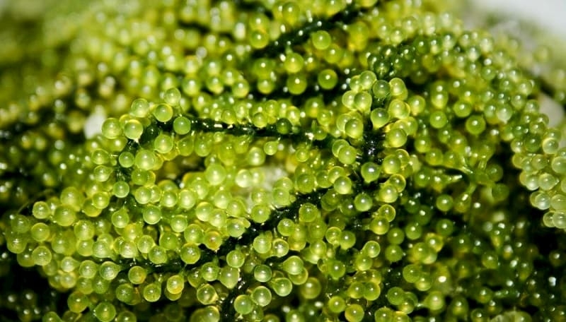 Bảo quản rong nho