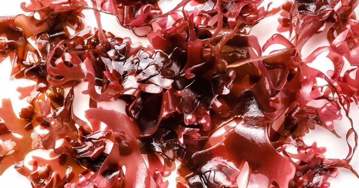 rong biển - hình 12