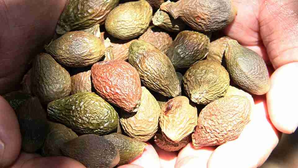 Hàng loạt dưỡng chất quý trong hạt đười ươi