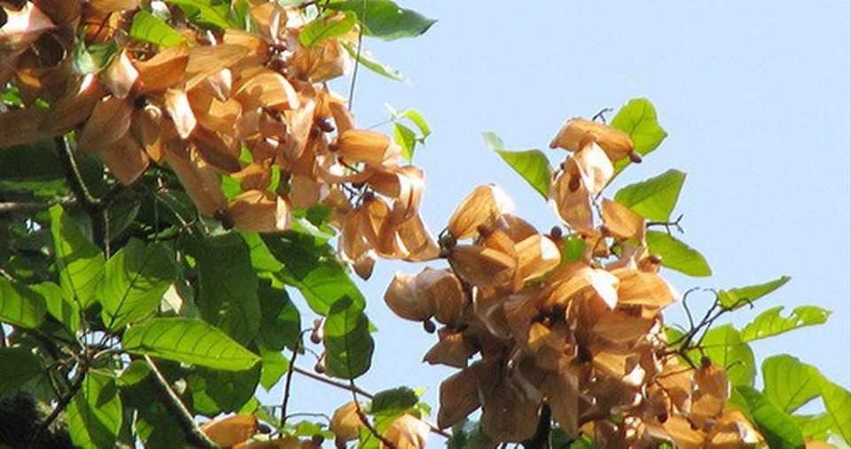 hạt đười ươi là bài thuốc dân gian