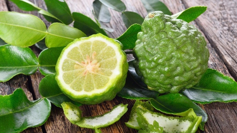 Trái chúc thoạt nhìn khá giống quả chanh, nhưng vỏ của nó sần nhiều và dày hơn