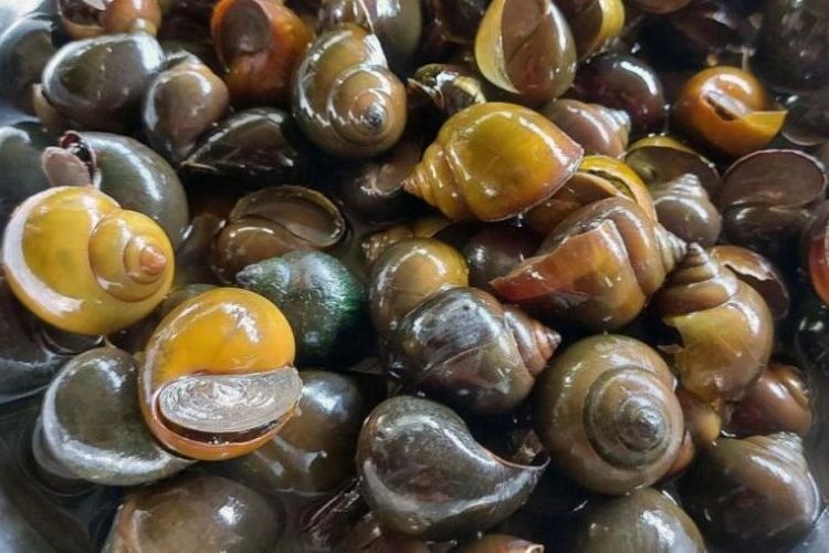 Ăn ốc bươu vàng được không?