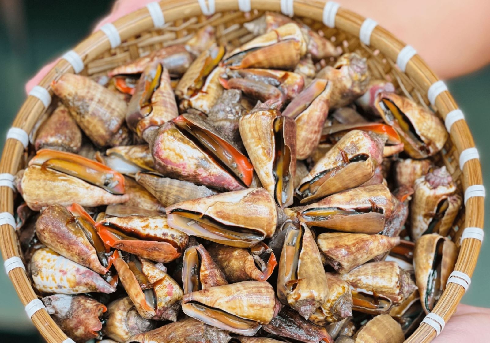 Ốc nhảy đỏ có màu sắc thu hút, ngon ngọt và thịt nhiều