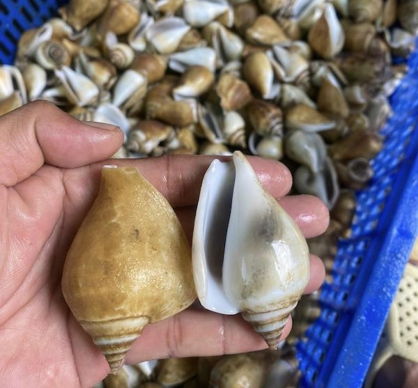 Thịt ốc nhảy trắng cực kỳ béo, mang đến cảm giác ngon miệng