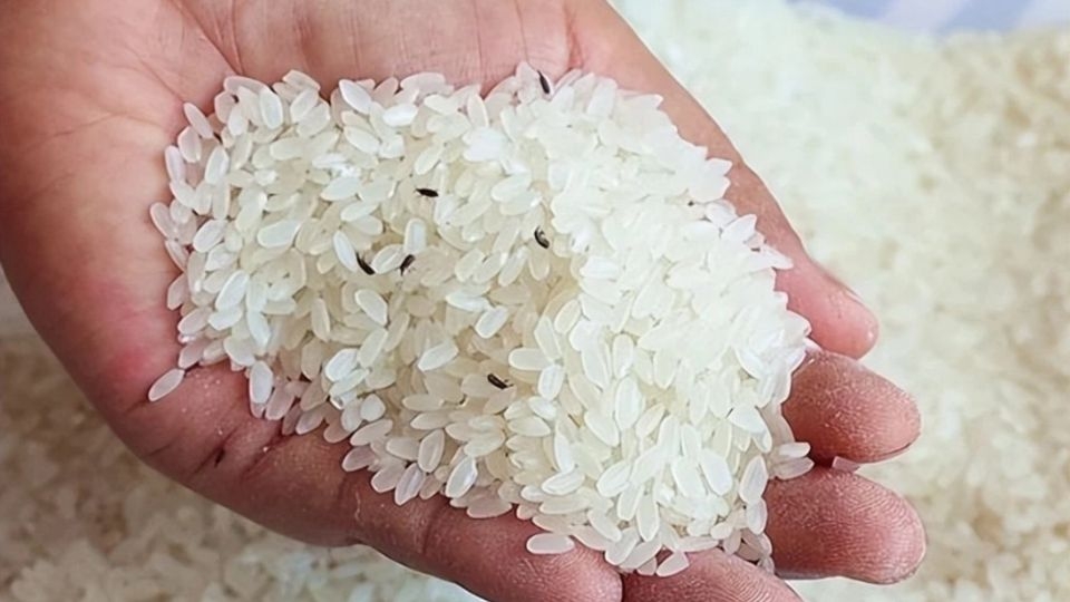 Mẹo trị mọt gạo