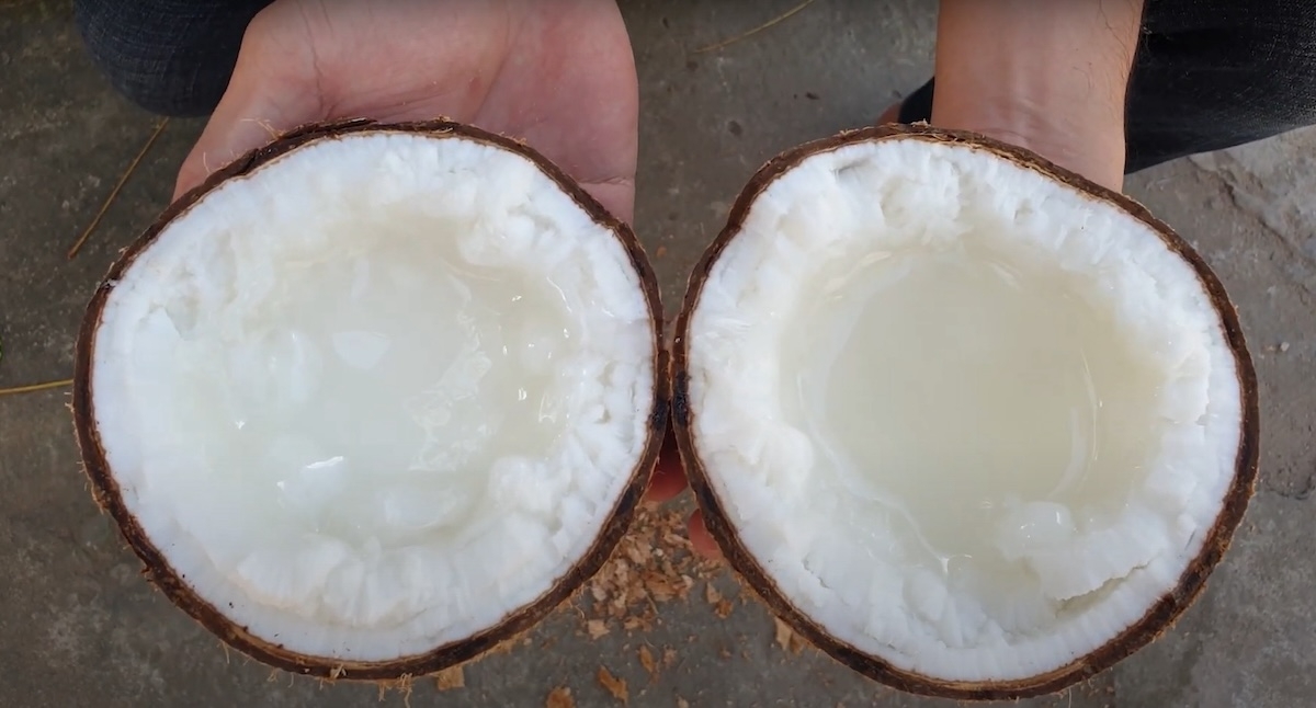 dừa sáp - hình 1