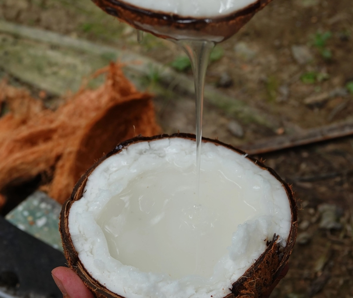 dừa sáp - hình 2