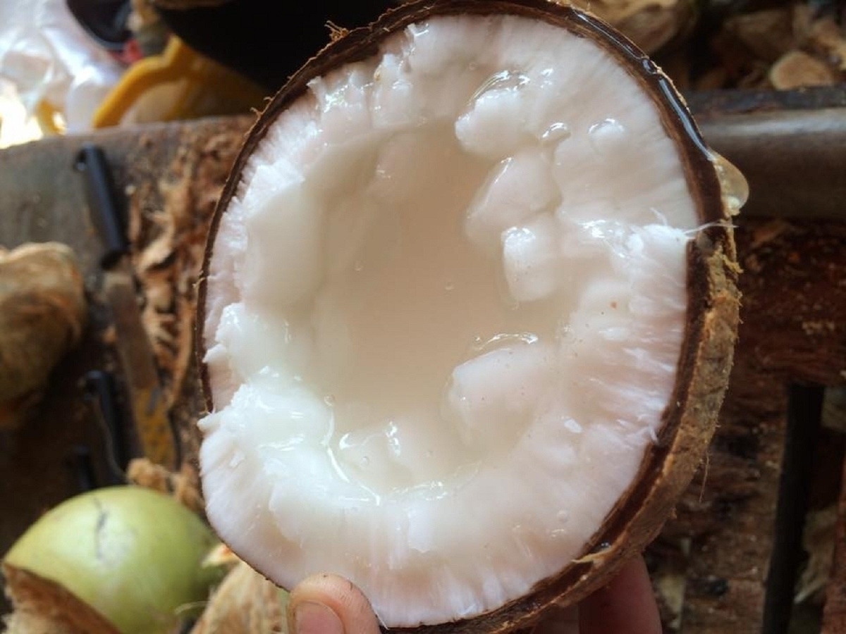 dừa sáp - hình 6
