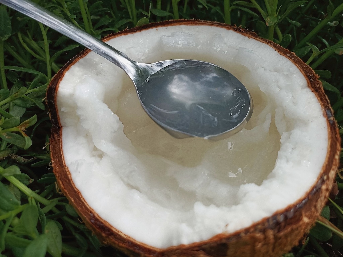 dừa sáp - hình 5