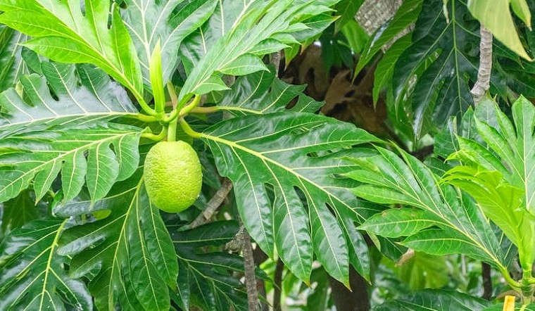 Sa kê có thể chế biến thành nhiều món ăn bổ dưỡng