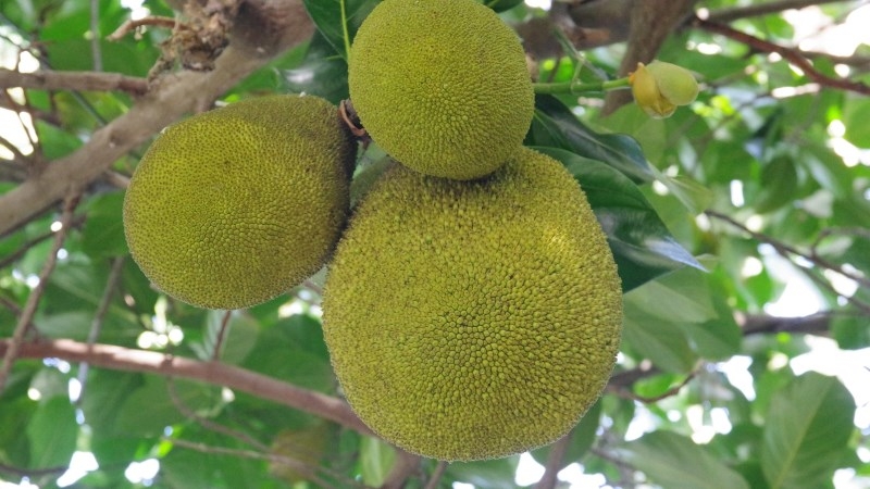 Hình dạng trái sa kê Aravei