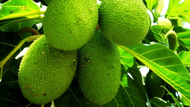 Quả sake Paea có kích thước dài