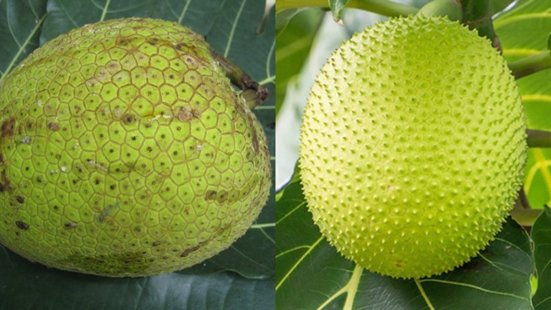 Chỉ cần quan sát hình thái bên ngoài cũng có thể phân biệt được trái sa kê già hay non