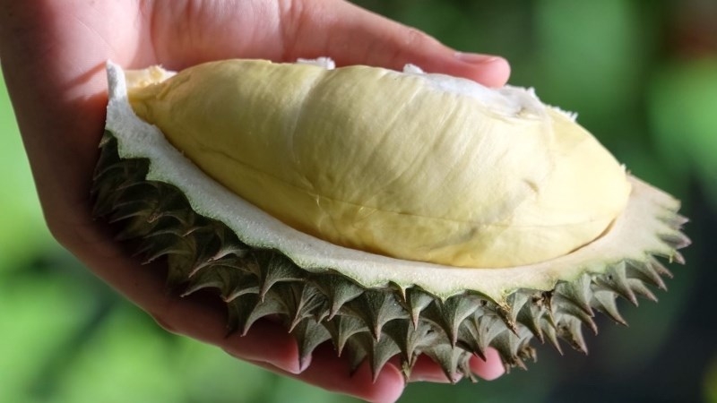 Sầu riêng chuồng bò có màu vàng nhạt nhưng thịt thơm và béo