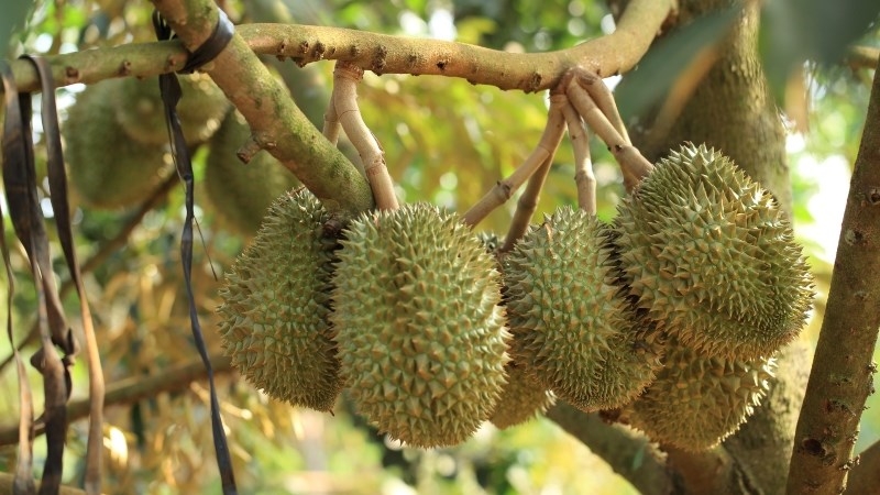 Sầu riêng chuồng bò được tìm thấy lần đầu tiên ở gần chuồng nuôi bò