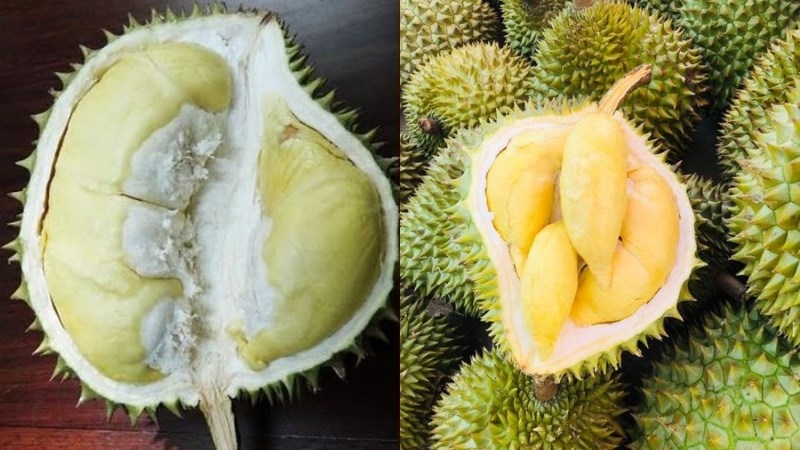 Sầu riêng chuồng bò và Ri6 có nhiều điểm khác nhau hoàn toàn, dễ nhận diện