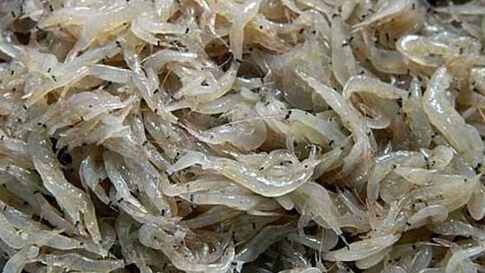 cách làm mắm tép 2