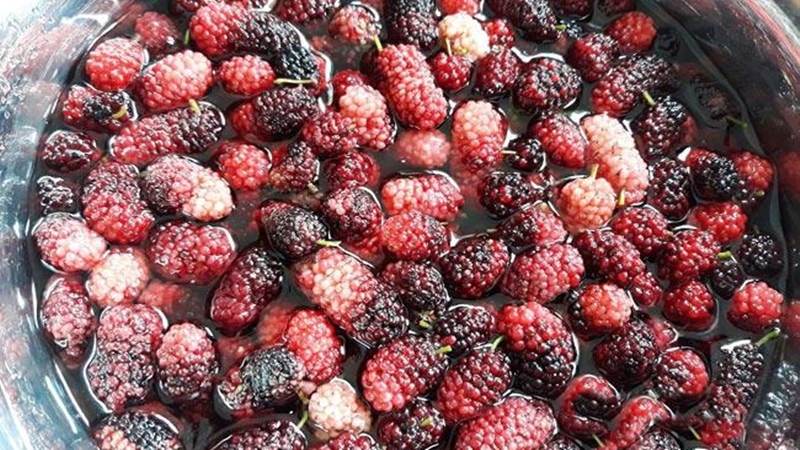 Ngâm rượu dâu tằm cực đơn giản, thơm ngon, bổ dưỡng tại nhà 2