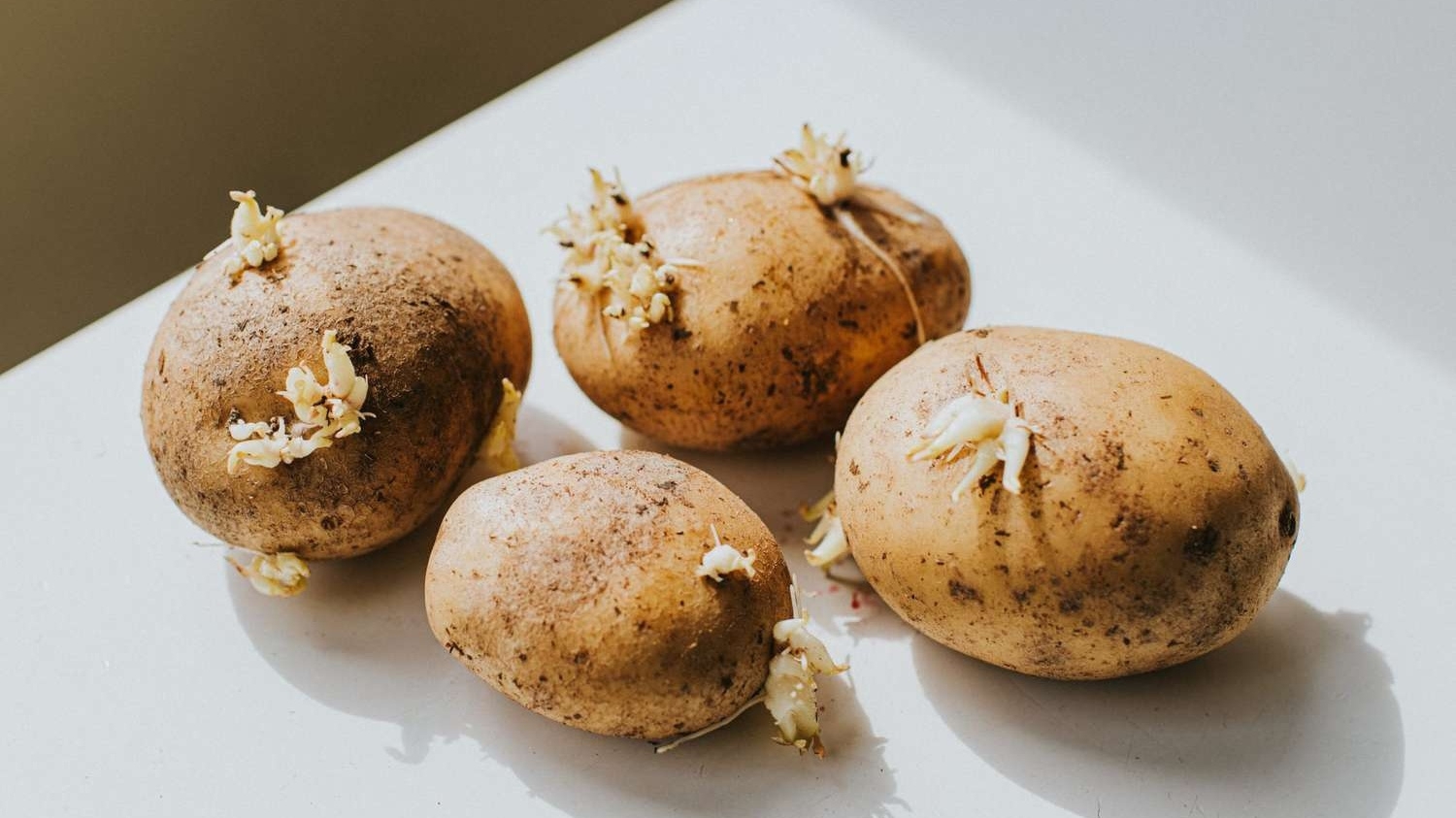 Khoai tây mọc mầm có ăn được không?