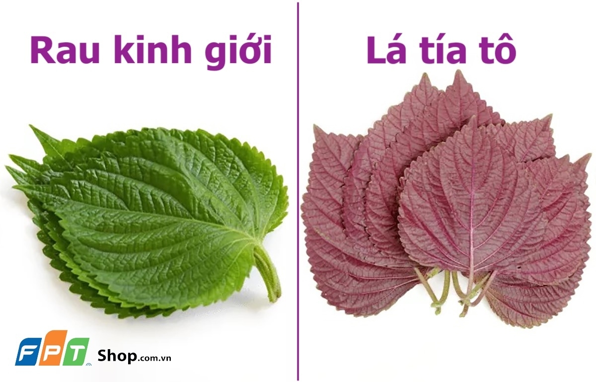 Rau kinh gii l g? 5 tc dng ni bt ca rau kinh gii