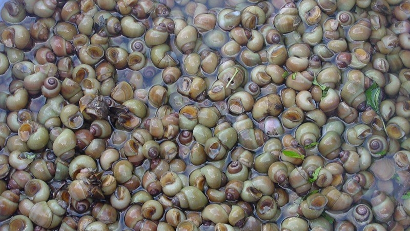 Ốc gạo phân bổ nhiều ở các khu vực nước lợ, nhất là nơi có bùn pha cát