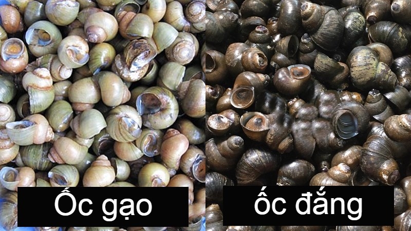 Bán Ốc Gạo - Nơi Mua Ốc Gạo Tươi Ngon Giá Tốt