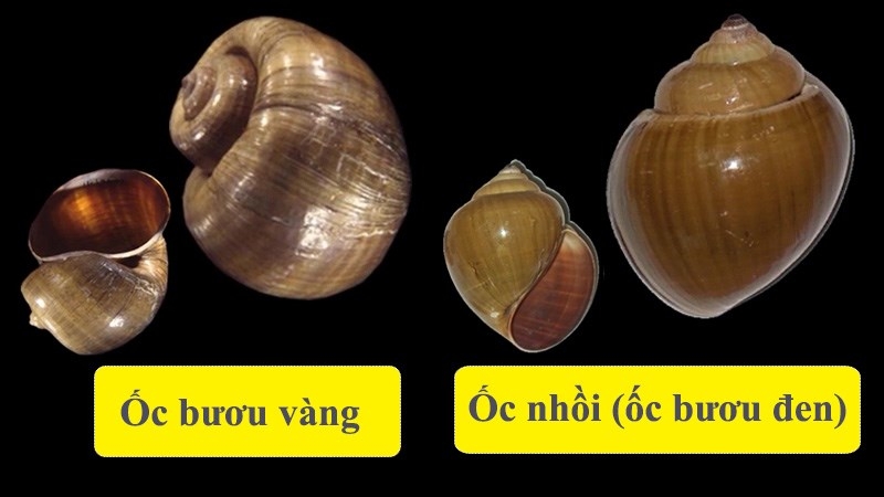 Có thể nhận diện ốc bươu vàng và ốc nhồi bằng cách quan sát hình thái bên ngoài với thịt ốc