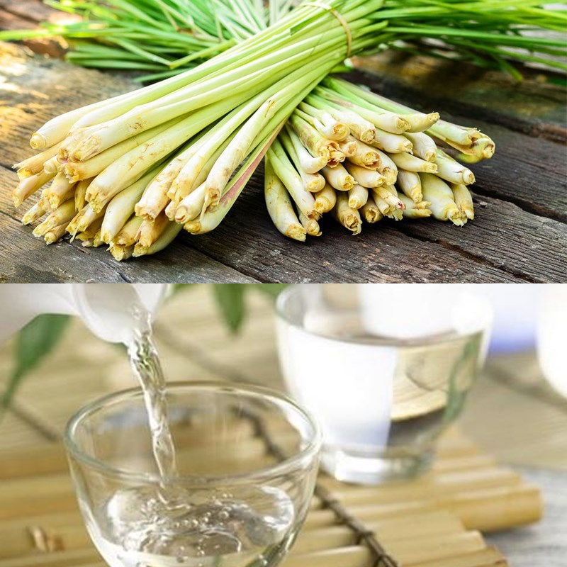 cách làm tinh dầu sả-ảnh 2