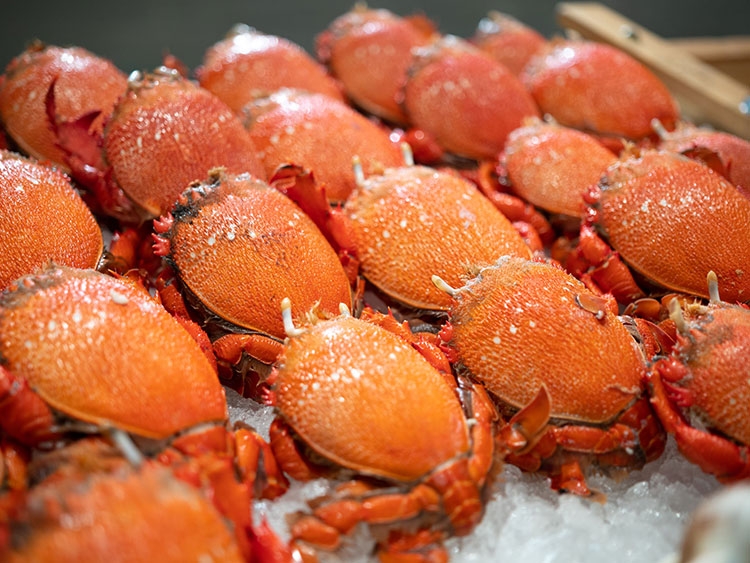 Cua huỳnh đế to bằng bàn tay người, thường sống ở những vùng biển sạch