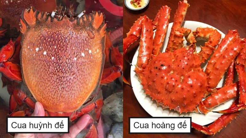 Cua hoàng đế và cua huỳnh đế có nhiều điểm khác biệt nhau