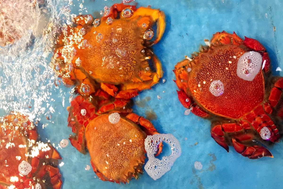 Bạn nên mua cua huỳnh đế ở những nơi uy tín