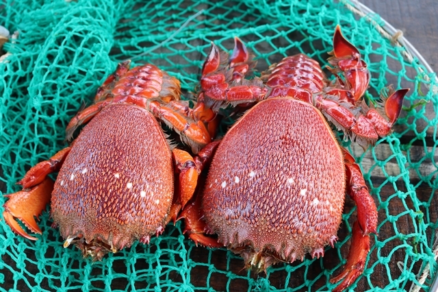 Những con cua huỳnh đế có giá bán khá cao