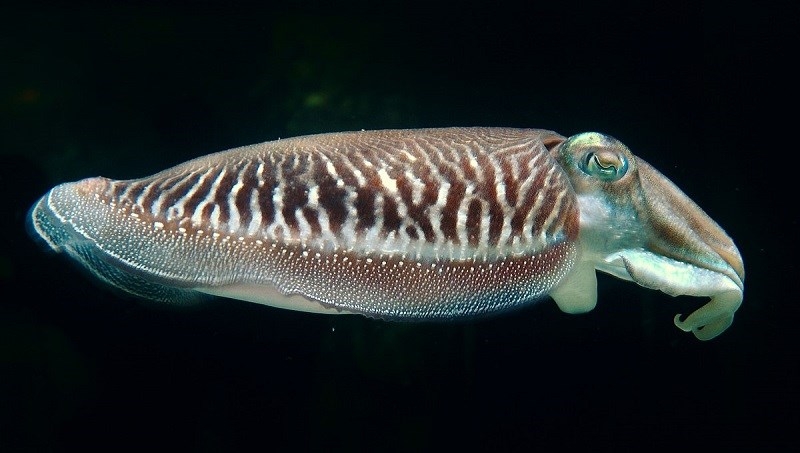 Mực nang có kích cỡ khá lớn, thân hình bầu dục, hơi tròn